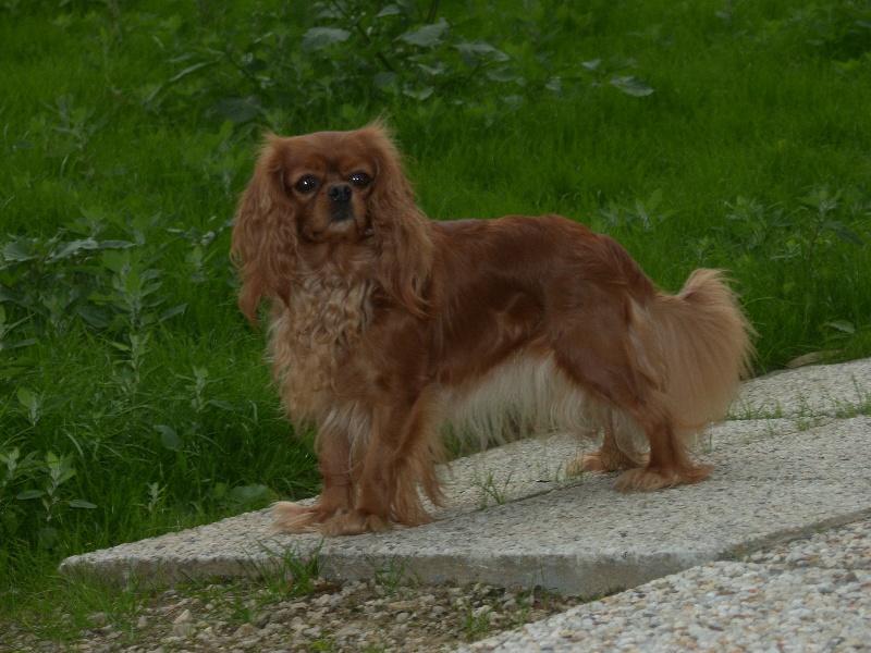 Birdy des Rubis de lady C